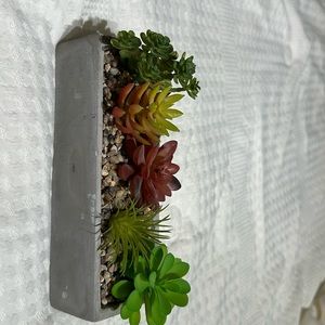 Succulents